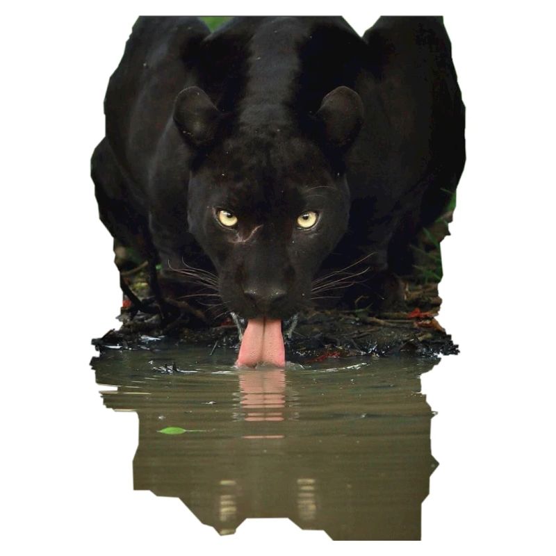 Tiere