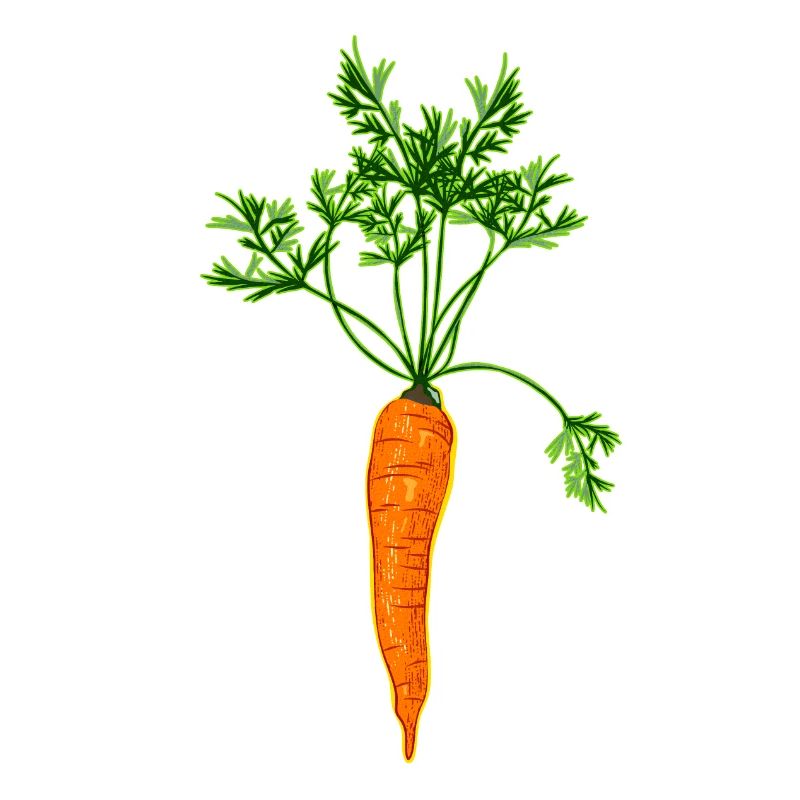 Vector Carrot