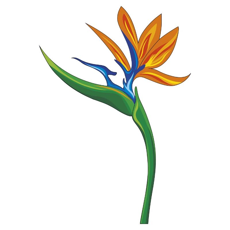 fleur strelitzia