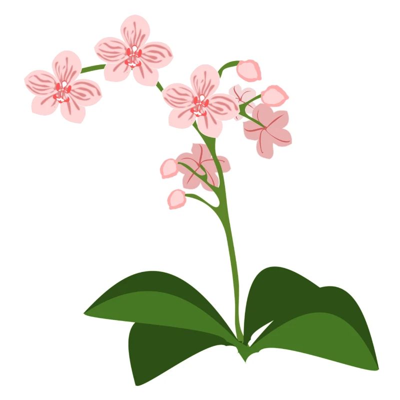 orchid