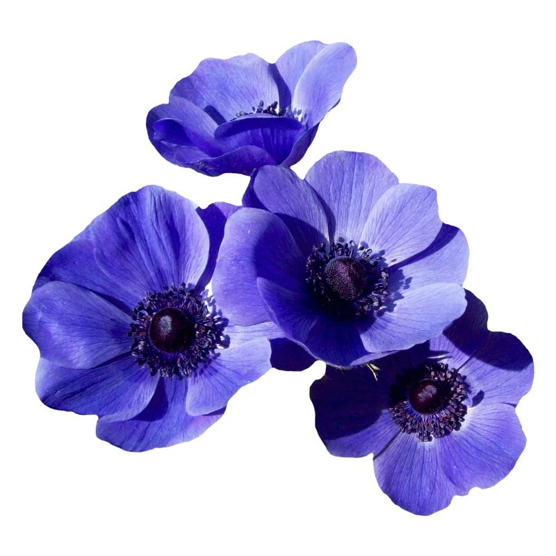 blaue Blumen