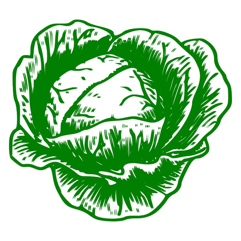 Chou rouge chou blanc chou cabbage kale veggie gemuese