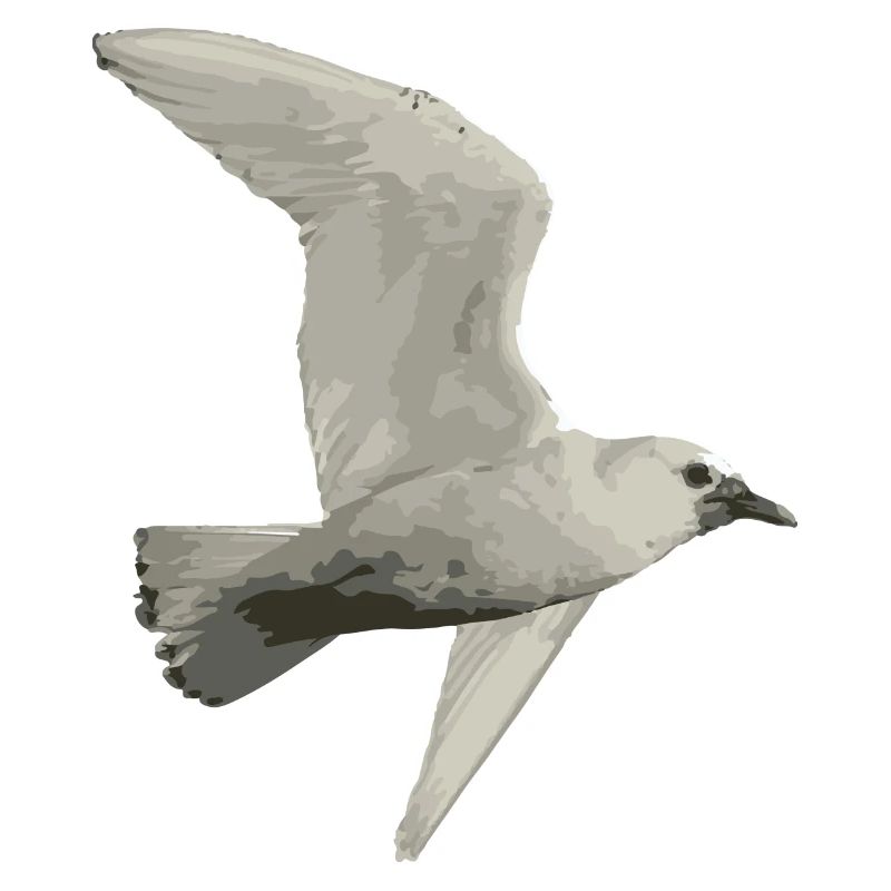 Oiseau
