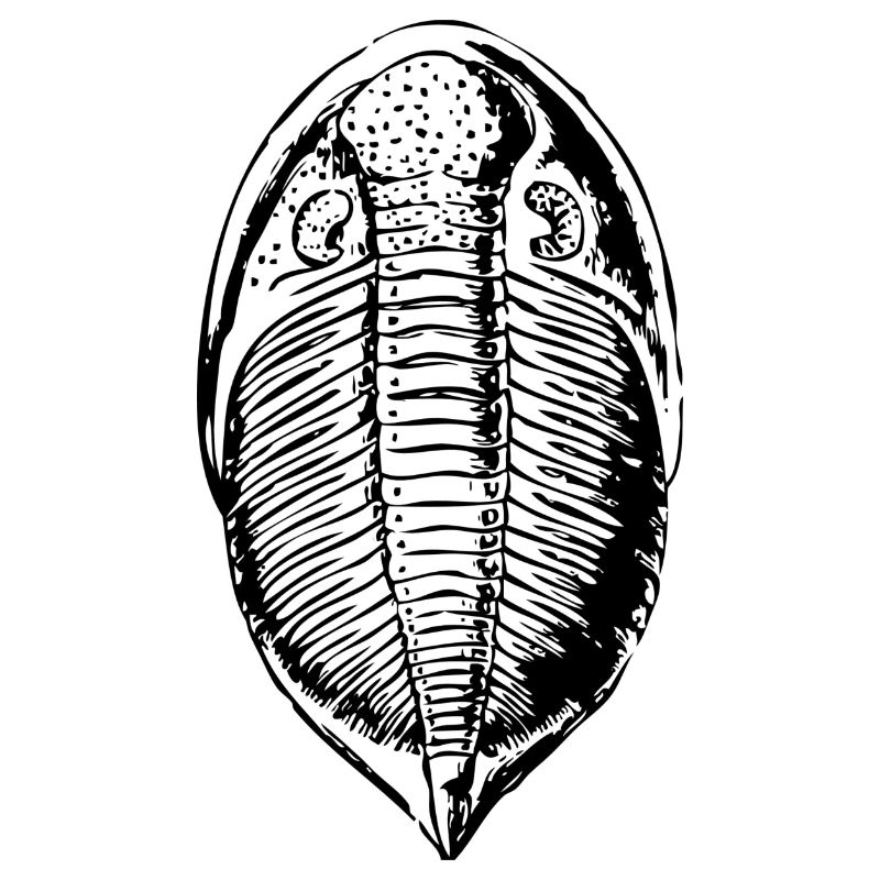 fossile