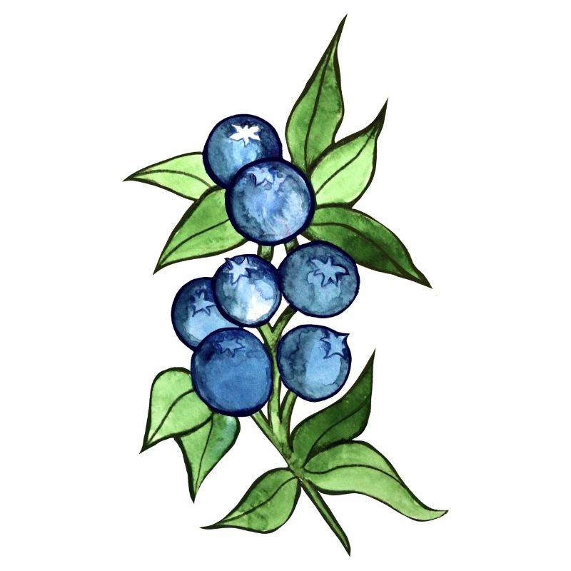 Blaubeeren