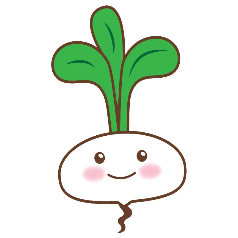 Légume navet blanc simple