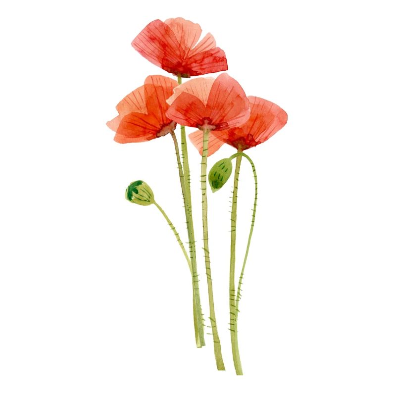 Mohnblumen