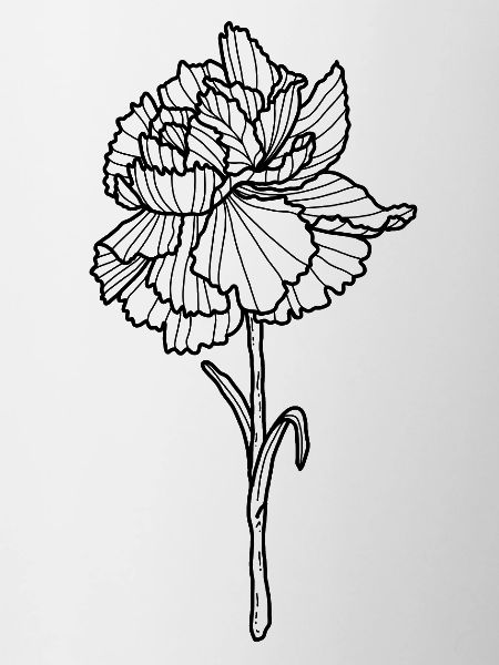 Flower Carnation