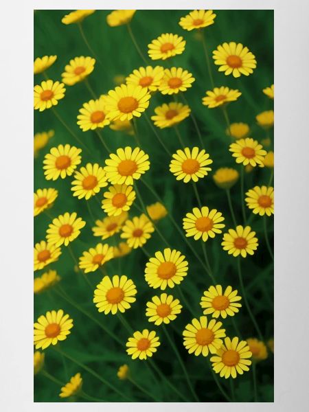 Pré fleuri