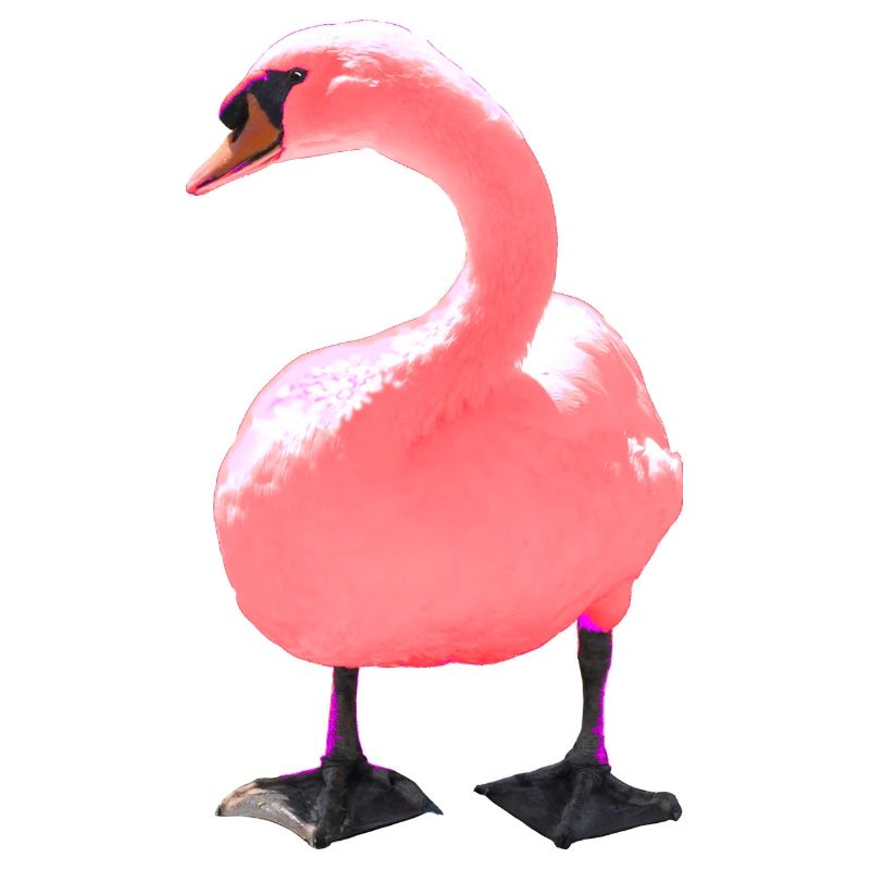 Cygne