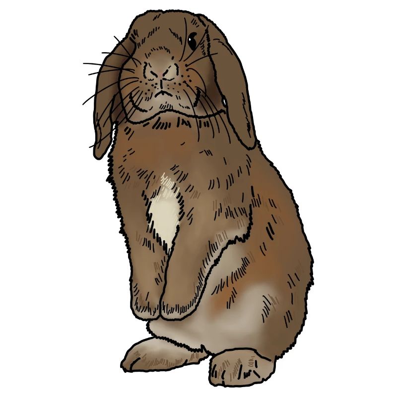 Lapin debout