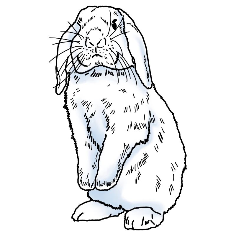 Lapin blanc