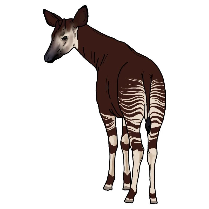 Okapi