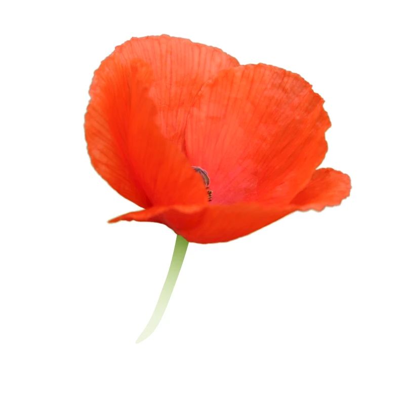 Mohnblume Klatschmohn rote Blume