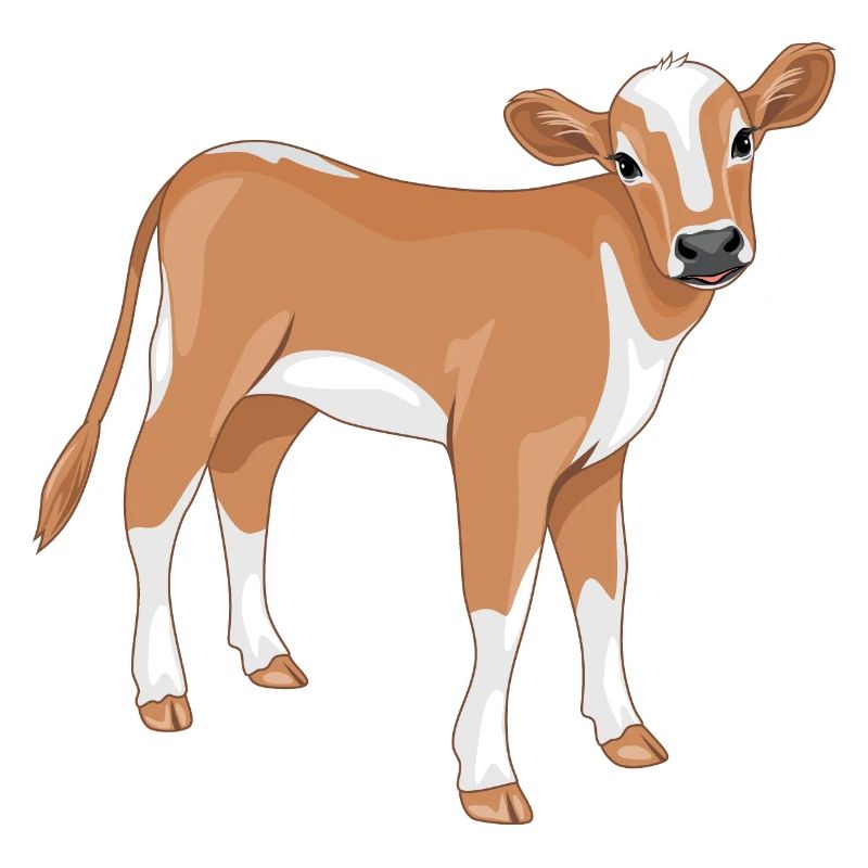 Cute calf