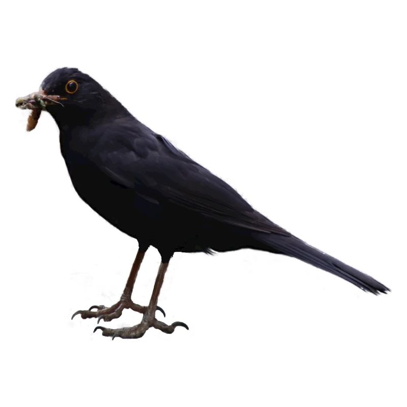 Amsel Vogel schwarzer Vogel