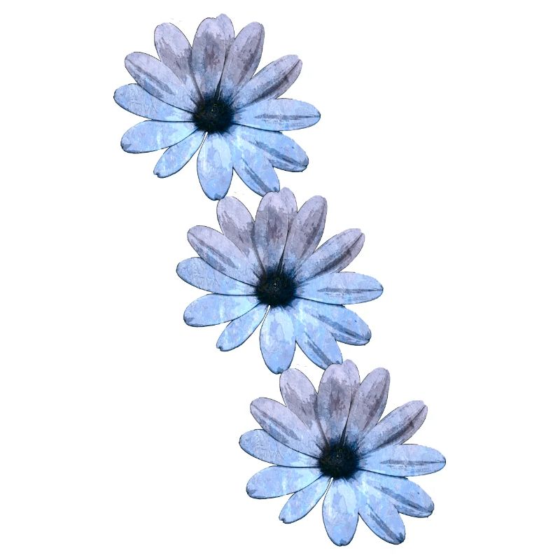 Daisies 3-fold