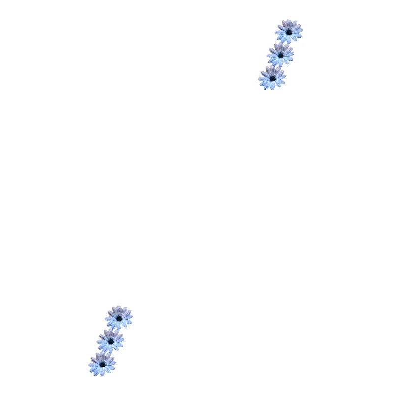 Daisies 6fold