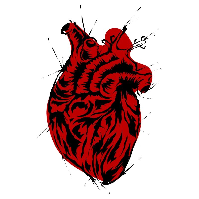 Anatomie cardiaque