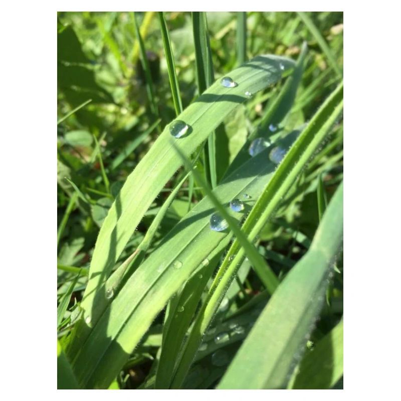Raindrop