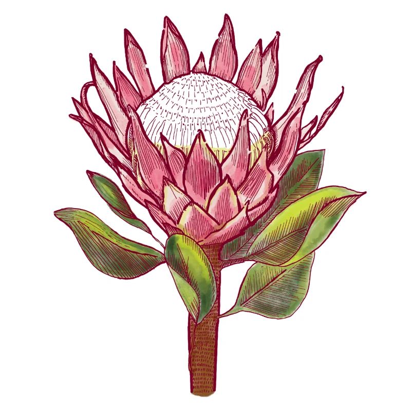 Protea
