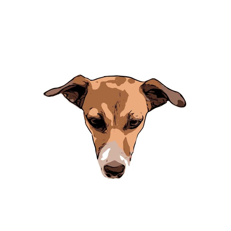 blanc terreur Jack Russell