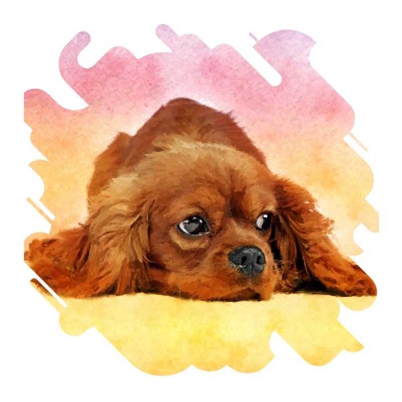 Cavalier King Charles Spaniel