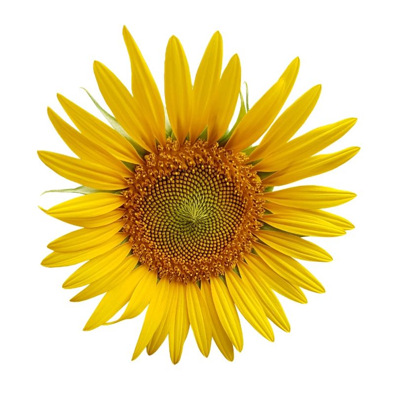 tournesol