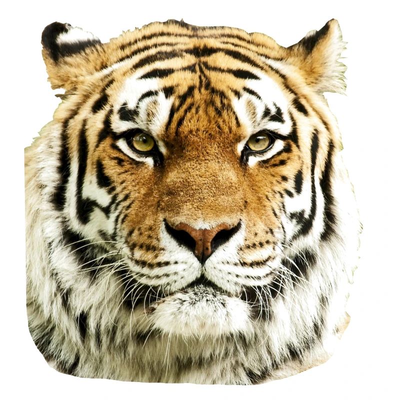 tigre