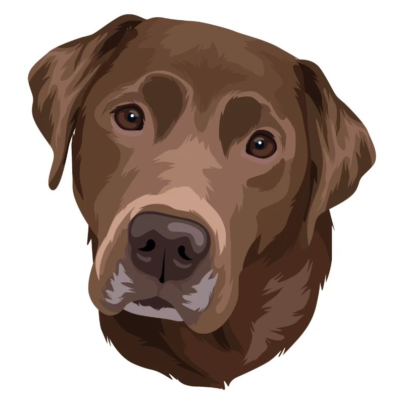 Tête brune du Labrador