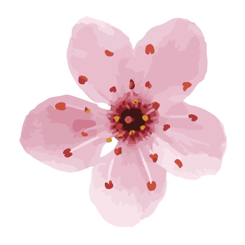 fleur de cerisier