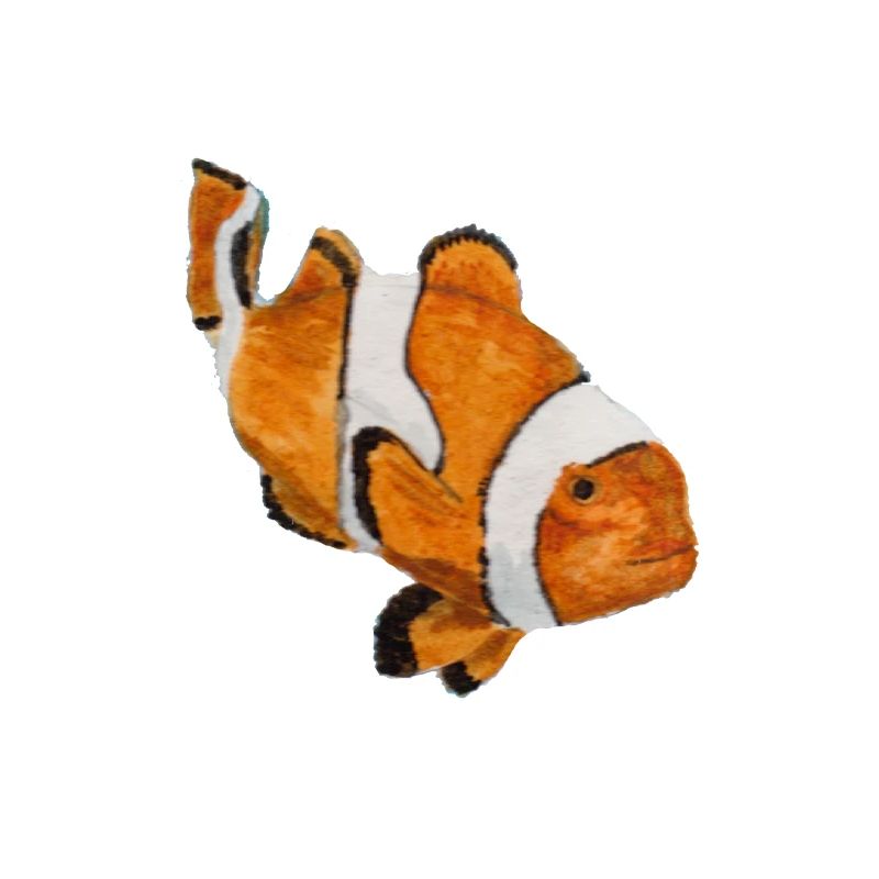 Clownfisch
