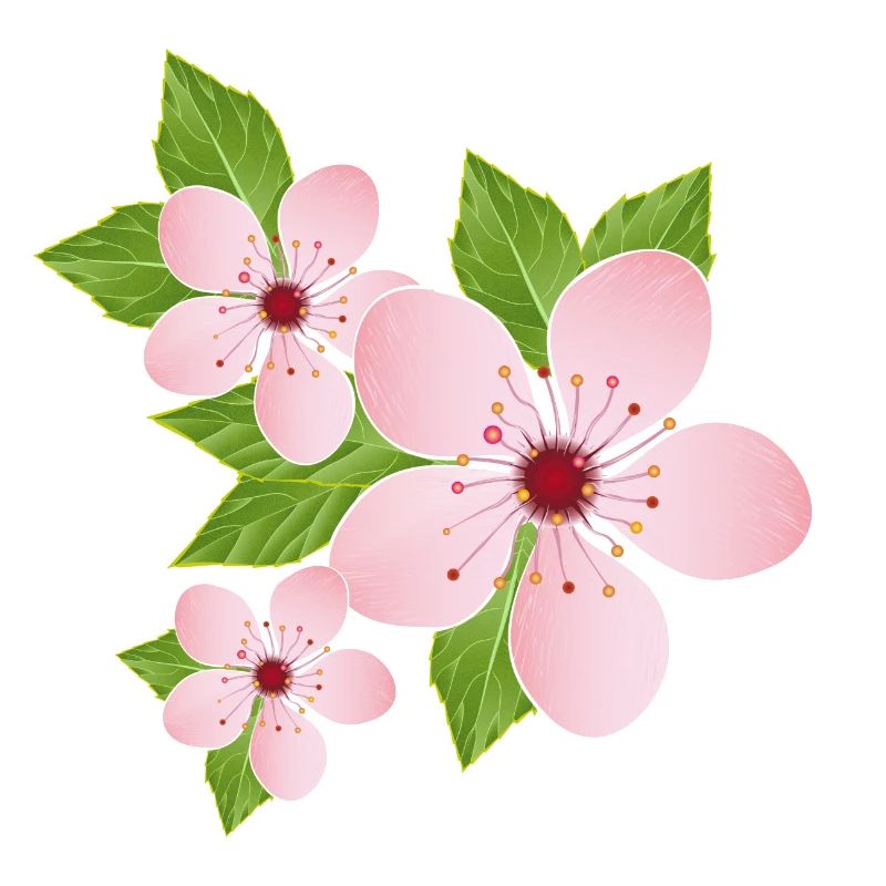 three delicate cherry blossoms with leaves
