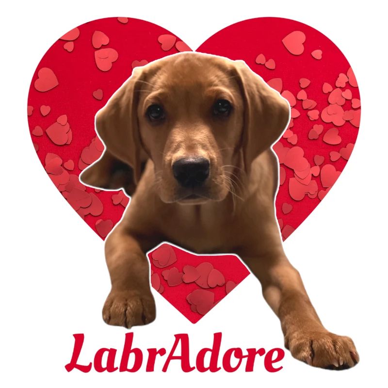 Dexter the Fox Red Labrador - Heart LabrAdore