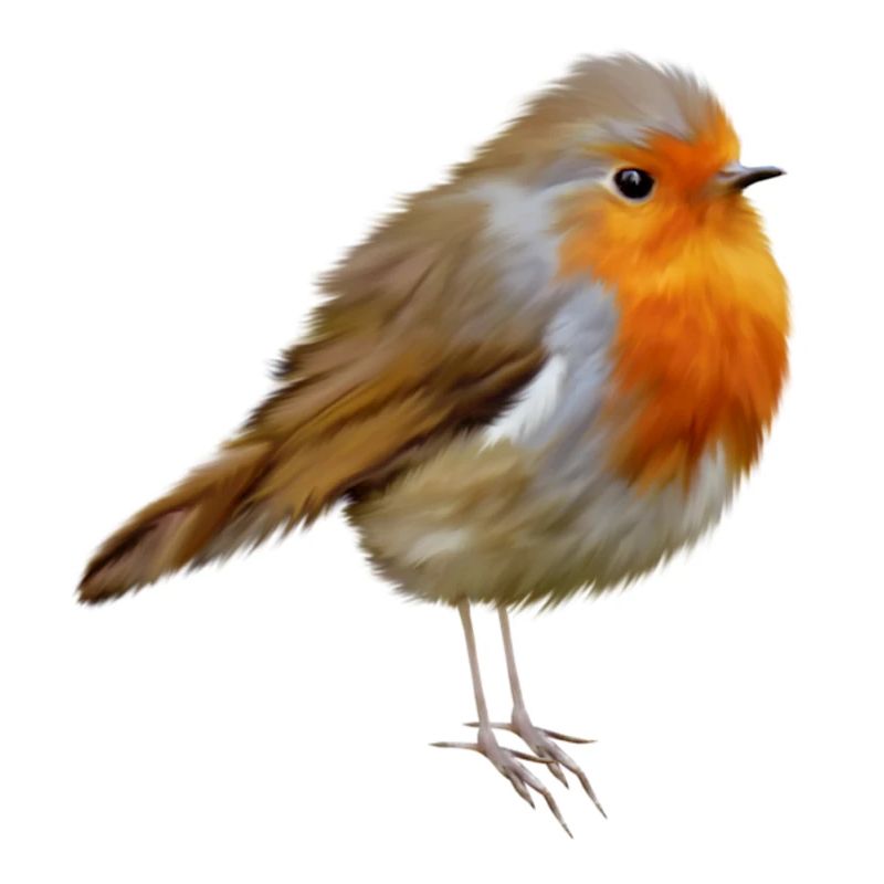 Rouge-gorge Robin