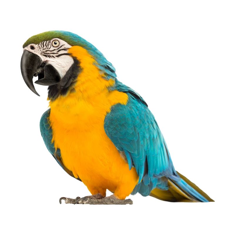 Colorful Parrot