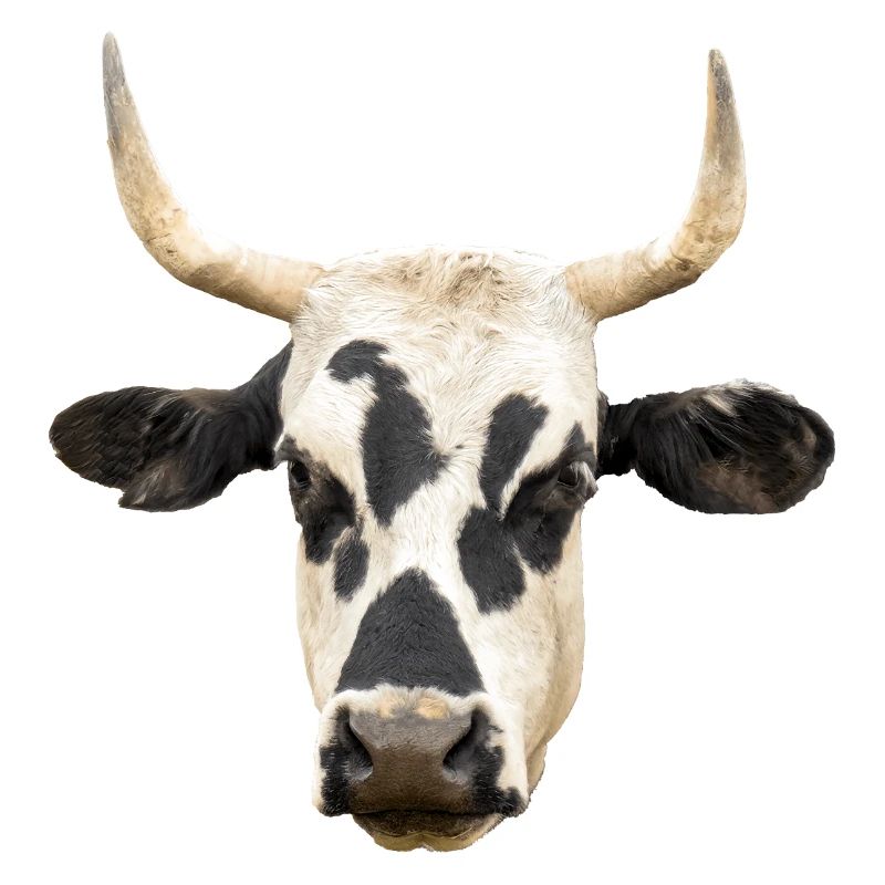 vache
