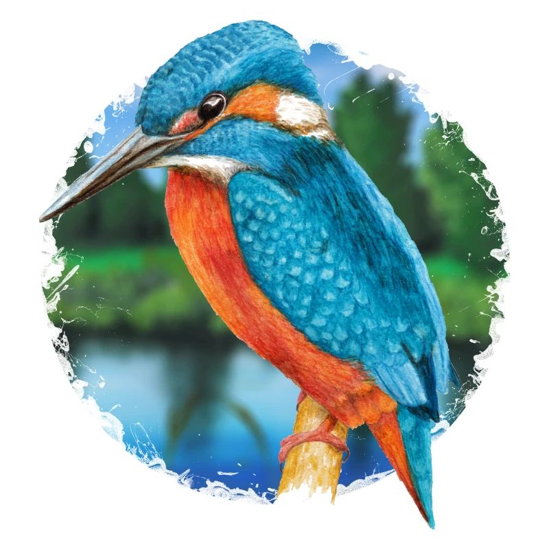 Eisvogel