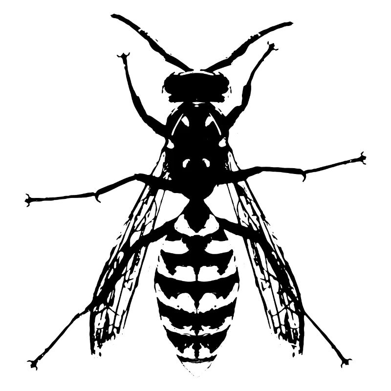 Wasp