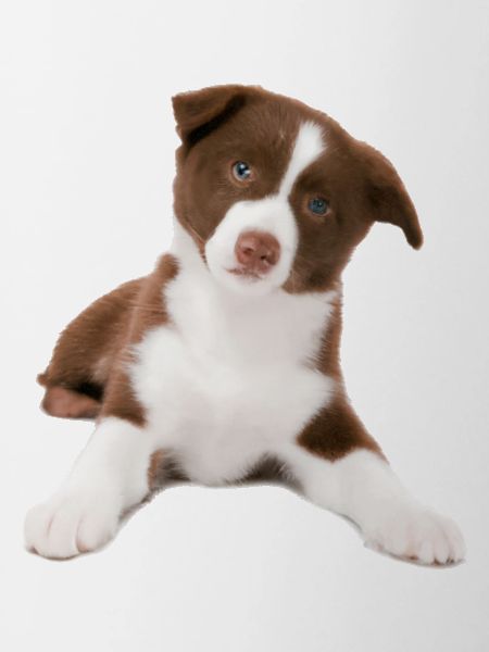 Puppy