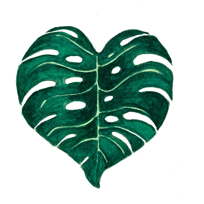 Feuille de Monstera Deliciosa