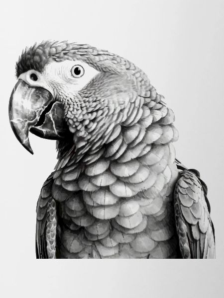 Parrot in pencil