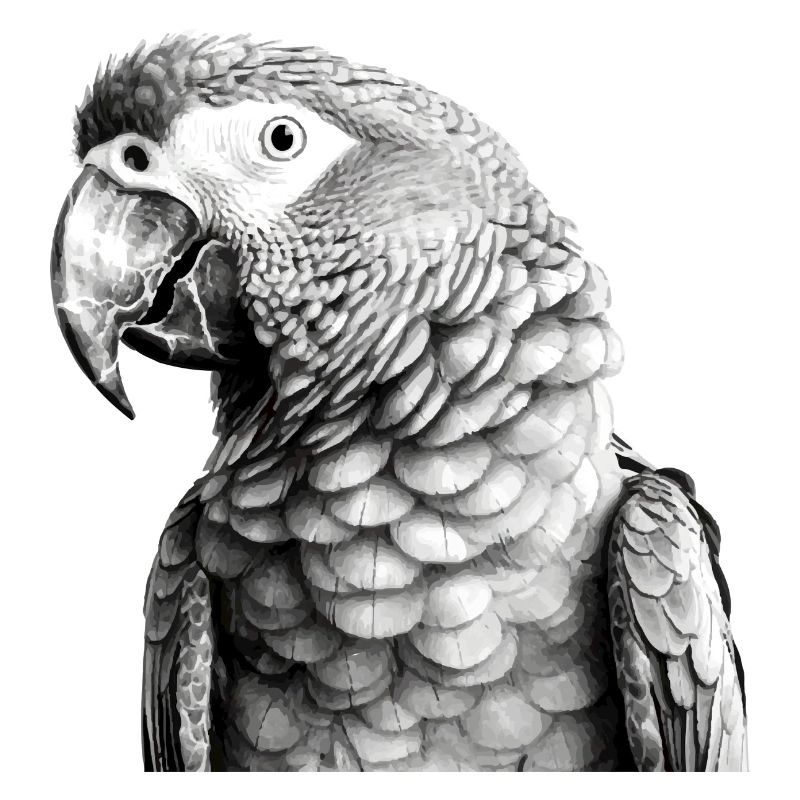 Parrot in pencil