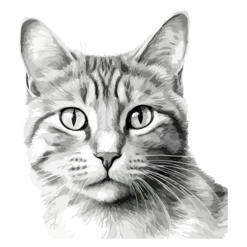 Bli le chat