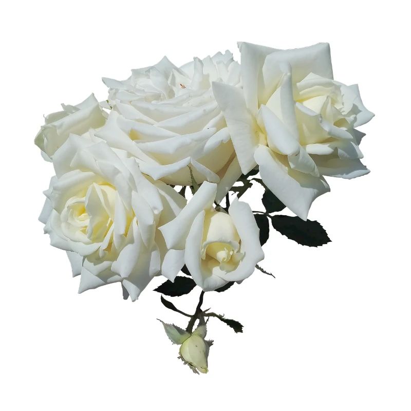 WHITE ROSE BUSH