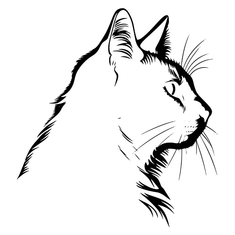Chat, Motif De Chat