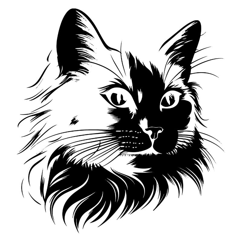 Chat, Motif De Chat