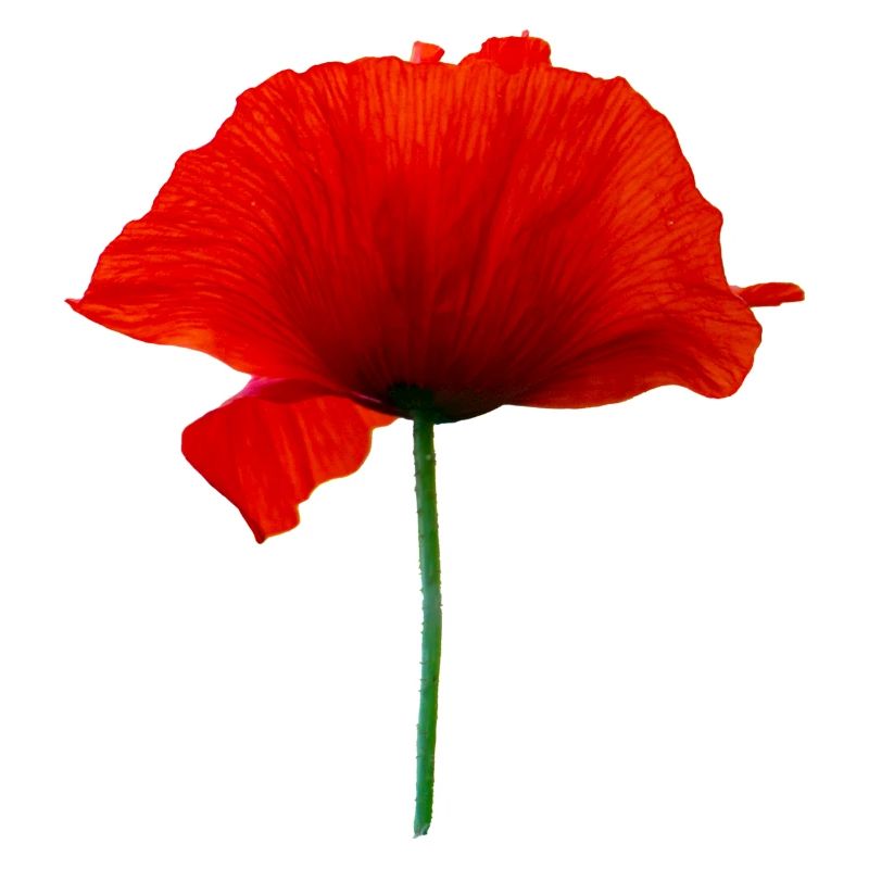 Mohnblume