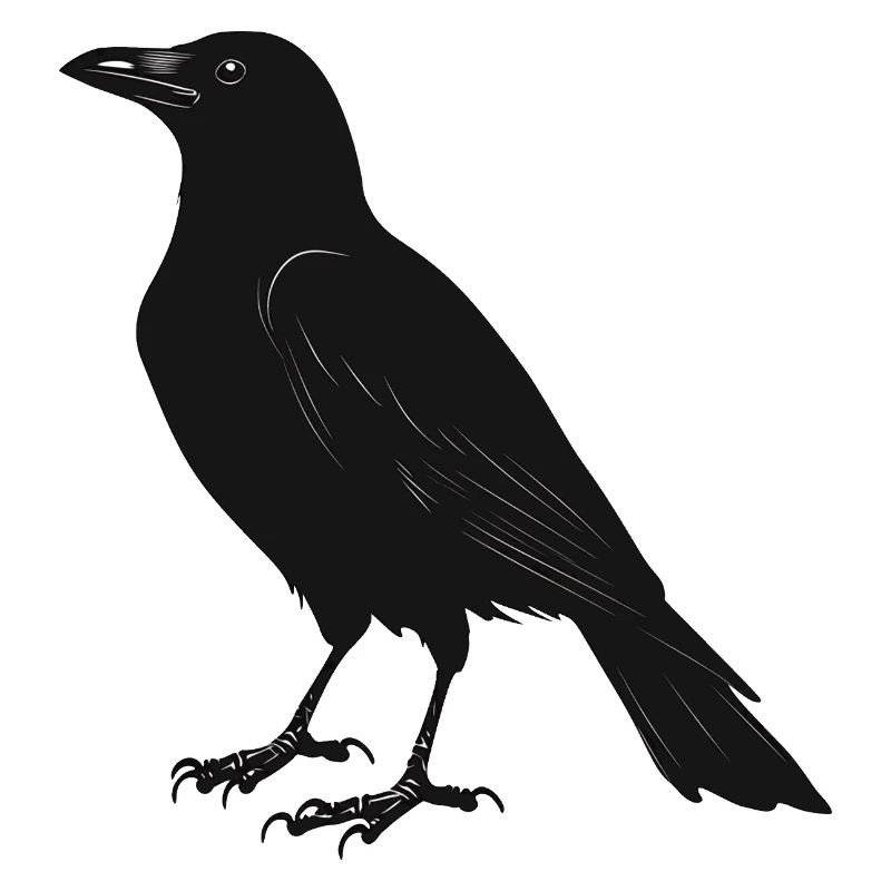 oiseau noir