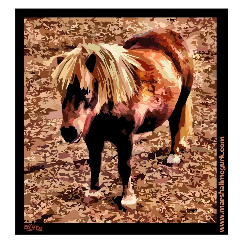 Poney Shetland